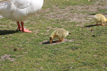 Baby white goose eating in a meadow