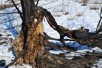 Part of a burnt tree in a winter forest.
