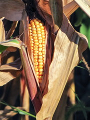 Corn Ready for the Harvest