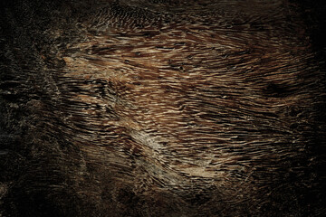 Wood texture closeup for background.