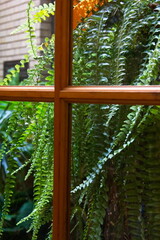 Viewing Hanging ferns from the inside