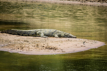 Beautiful shot of a swamp crocodile resting under the sunlight in the Maasai Mara National Reserve