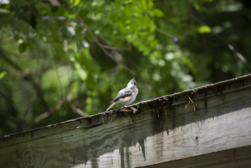 Tufted Titmouse Bird
