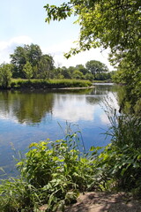Peaking out from the riverbank