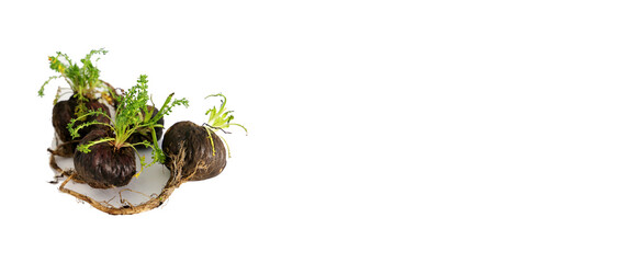 Fresh maca roots or Peruvian ginseng (lat. Lepidium meyenii) with maca products (maca powder) 