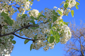 Close-up of the flowers of a fruit tree