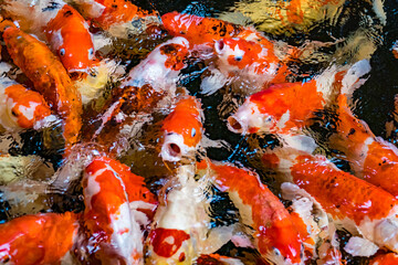 Colorful koi fish swimming in the pond. smooth motion of japanese carp fish.