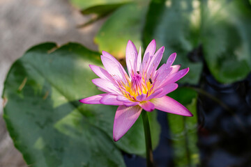 Pink lotus in the pond