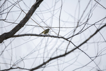 Ruby-Crowned Kinglet