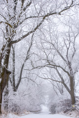 snow covered path with trees in winter