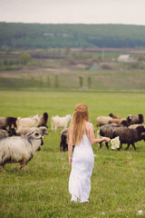 bride walking on meadow with sheep