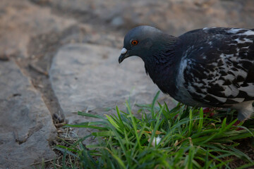 Obraz premium Rock Pigeon Foraging