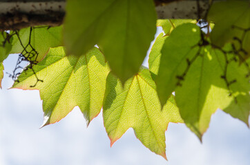 Blätter vom wilden Wein im Frühling in Nahaufnahme