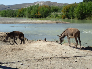 Mules by a river