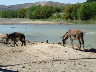 Fototapeta na wymiar Mules by a river
