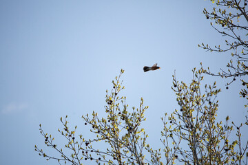 American Robin in Flight