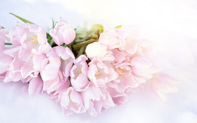 Naklejka na ściany i meble Bunch, bouquet of pink beautiful pastel tulips, flowers on white snow. Hello, welcome spring concept. Warm weather came. Melting ice.March.Sun is shining in forest.Romance, greeting card.Gentle color