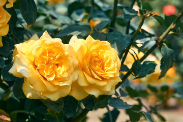 Pair of beautiful yellow-orange rose flowers at a garden in West Bengal.