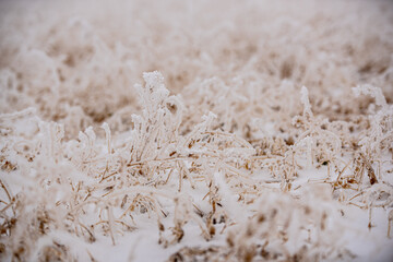 frozen grass