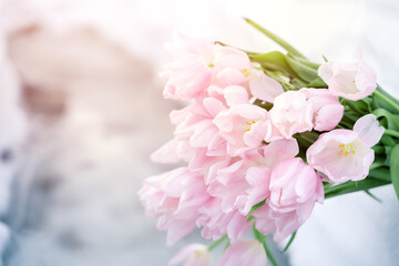 Bunch, bouquet of pink beautiful pastel tulips, flowers on white snow. Hello, welcome spring concept. Warm weather came. Melting ice.March.Sun is shining in forest.Romance, greeting card.Gentle color