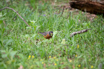 American Robin Foraging for Food