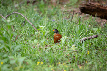 Watchful American Robin