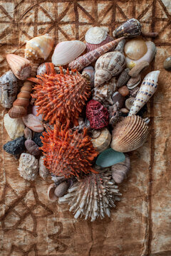 Seashells from the Pacific Ocean displayed on a vintage tapa cloth from Tonga.