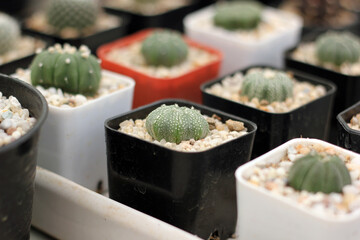 Group of cactus in a pot. Colorful of beautiful cactus or succulents in the pot pattern background. This plant used for decoration home, office, living room or garden.