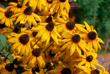 Bouquet of beautiful Yellow Coneflowers (Echinacea paradoxa), look like miniature sunflowers. Shot in horticulture flower show in Kolkata.