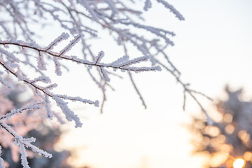 snow covered branches