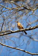 Curious American Robin