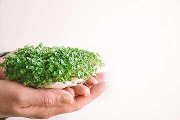 Naklejka na ściany i meble Female hand holding microgreens, sprouts of green basil on a white background in dark green clothing. Copy space