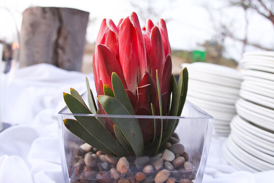 Vertical shot of red protea flower in a bowl with pebbles