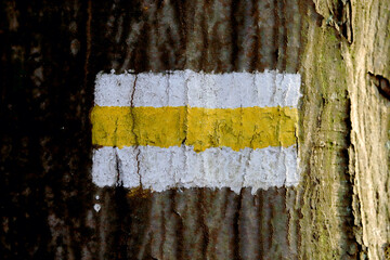 WROCLAW, POLAND - FEBRUARY 22, 2021: Yellow hiking trail sign. Close-up on tree trunk. The Milicz...