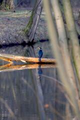 WROCLAW, POLAND - FEBRUARY 22, 2021: Great cormorant in water reflection. The Milicz Ponds (Polish:...