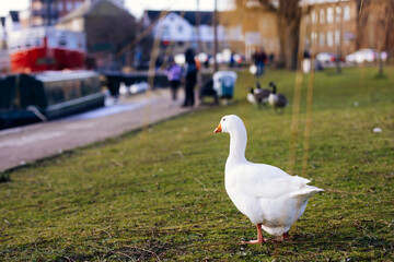 white goose in the park
