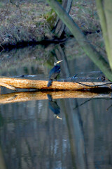 WROCLAW, POLAND - FEBRUARY 22, 2021: Great cormorant in water reflection. The Milicz Ponds (Polish:...