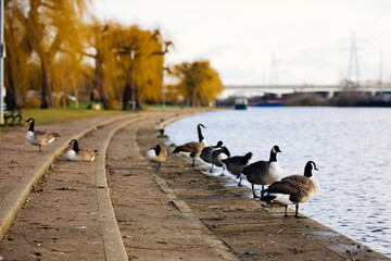Birds on a side of river in Peterborogh