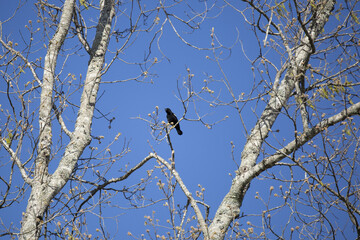 Red-Winged Blackbird Calling
