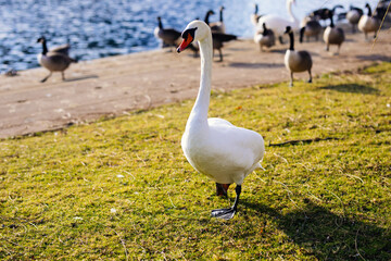 Obraz premium White swan walking in park near water