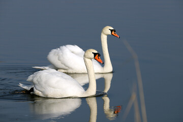 WROCLAW, POLAND - FEBRUARY 22, 2021: Two Mute Swans on a frozen lake. The Milicz Ponds (Polish:...