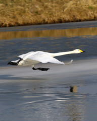 WROCLAW, POLAND - FEBRUARY 22, 2021: Whooper swan accelerating to flight. The Milicz Ponds (Polish: Stawy Milickie). Nature Reserve in Barycz Valley Landscape Park, Poland, Europe. - obrazy, fototapety, plakaty