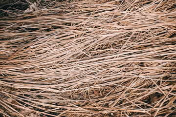 Dry grass close up. Hay. Natural background.