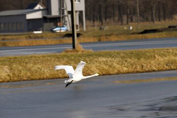 WROCLAW, POLAND - FEBRUARY 22, 2021: Whooper swan accelerating to flight. The Milicz Ponds (Polish:...