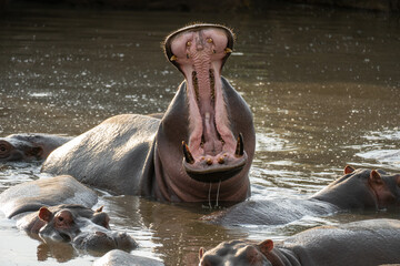 Hippo yawning in a pool