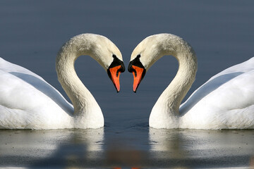 WROCLAW, POLAND - FEBRUARY 22, 2021: Two swans forming a heart. The Milicz Ponds (Polish: Stawy Milickie). Nature Reserve in Barycz Valley Landscape Park, Poland, Europe. - obrazy, fototapety, plakaty