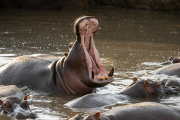 Hippo yawning in a pool
