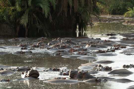 Hippos In A Crowded Pool