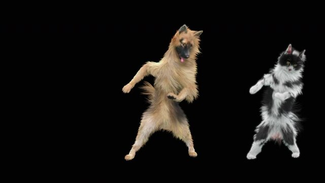 Dog and Cat Dancing, CG fur 3d rendering, animal realistic CGI VFX, Animation  Loop, alpha dance composition 3d mapping, Included in the end of the clip with Alpha matte.