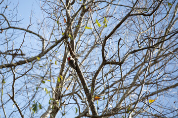 Red-Bellied Woodpecker Foraging